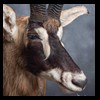 African-Antelope-taxidermy-by-BB-Taxidermy-Houston-394