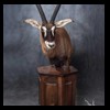 African-Antelope-taxidermy-by-BB-Taxidermy-Houston-395