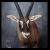 African-Antelope-taxidermy-by-BB-Taxidermy-Houston-396