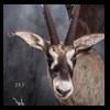 African-Antelope-taxidermy-by-BB-Taxidermy-Houston-397