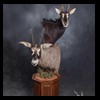 African-Antelope-taxidermy-by-BB-Taxidermy-Houston-398