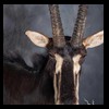 African-Antelope-taxidermy-by-BB-Taxidermy-Houston-400