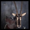 African-Antelope-taxidermy-by-BB-Taxidermy-Houston-401