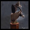 African-Antelope-taxidermy-by-BB-Taxidermy-Houston-403