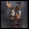 African-Antelope-taxidermy-by-BB-Taxidermy-Houston-404