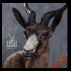 African-Antelope-taxidermy-by-BB-Taxidermy-Houston-405