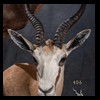 African-Antelope-taxidermy-by-BB-Taxidermy-Houston-406