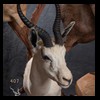 African-Antelope-taxidermy-by-BB-Taxidermy-Houston-407