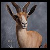 African-Antelope-taxidermy-by-BB-Taxidermy-Houston-408