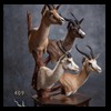 African-Antelope-taxidermy-by-BB-Taxidermy-Houston-409