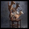 African-Antelope-taxidermy-by-BB-Taxidermy-Houston-410