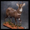 African-Antelope-taxidermy-by-BB-Taxidermy-Houston-411