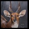African-Antelope-taxidermy-by-BB-Taxidermy-Houston-412