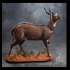 African-Antelope-taxidermy-by-BB-Taxidermy-Houston-413