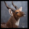African-Antelope-taxidermy-by-BB-Taxidermy-Houston-414