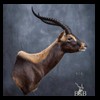 African-Antelope-taxidermy-by-BB-Taxidermy-Houston-416
