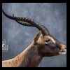 African-Antelope-taxidermy-by-BB-Taxidermy-Houston-418