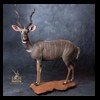 African-Antelope-taxidermy-by-BB-Taxidermy-Houston-420