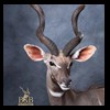 African-Antelope-taxidermy-by-BB-Taxidermy-Houston-421