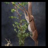 African-Antelope-taxidermy-by-BB-Taxidermy-Houston-422