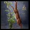 African-Antelope-taxidermy-by-BB-Taxidermy-Houston-423