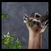 African-Antelope-taxidermy-by-BB-Taxidermy-Houston-424