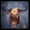 African-Antelope-taxidermy-by-BB-Taxidermy-Houston-427