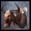 African-Antelope-taxidermy-by-BB-Taxidermy-Houston-428