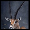 African-Antelope-taxidermy-by-BB-Taxidermy-Houston-429