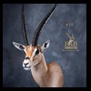African-Antelope-taxidermy-by-BB-Taxidermy-Houston-430