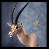 African-Antelope-taxidermy-by-BB-Taxidermy-Houston-431