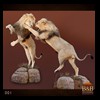 taxidermy-african-carnivores-lions-tigers-cheetas-ocelots-hyenas-001