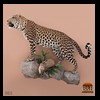 taxidermy-african-carnivores-lions-tigers-cheetas-ocelots-hyenas-005