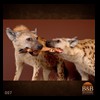 taxidermy-african-carnivores-lions-tigers-cheetas-ocelots-hyenas-007