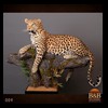 taxidermy-african-carnivores-lions-tigers-cheetas-ocelots-hyenas-009