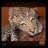 taxidermy-african-carnivores-lions-tigers-cheetas-ocelots-hyenas-010
