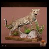 taxidermy-african-carnivores-lions-tigers-cheetas-ocelots-hyenas-012