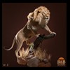taxidermy-african-carnivores-lions-tigers-cheetas-ocelots-hyenas-013