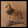 taxidermy-african-carnivores-lions-tigers-cheetas-ocelots-hyenas-014
