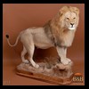 taxidermy-african-carnivores-lions-tigers-cheetas-ocelots-hyenas-015
