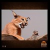 taxidermy-african-carnivores-lions-tigers-cheetas-ocelots-hyenas-018