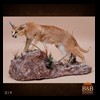 taxidermy-african-carnivores-lions-tigers-cheetas-ocelots-hyenas-019