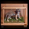 taxidermy-african-carnivores-lions-tigers-cheetas-ocelots-hyenas-024
