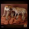 taxidermy-african-carnivores-lions-tigers-cheetas-ocelots-hyenas-025