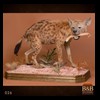 taxidermy-african-carnivores-lions-tigers-cheetas-ocelots-hyenas-026