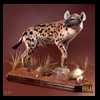 taxidermy-african-carnivores-lions-tigers-cheetas-ocelots-hyenas-027
