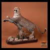 taxidermy-african-carnivores-lions-tigers-cheetas-ocelots-hyenas-030