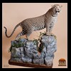 taxidermy-african-carnivores-lions-tigers-cheetas-ocelots-hyenas-032
