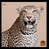 taxidermy-african-carnivores-lions-tigers-cheetas-ocelots-hyenas-033
