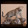 taxidermy-african-carnivores-lions-tigers-cheetas-ocelots-hyenas-034